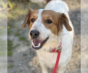 Collie-Colonial Cocker Spaniel Mix Dogs for adoption in San Diego, CA, USA