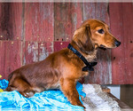 Small Photo #5 Dachshund Puppy For Sale in WAKARUSA, IN, USA