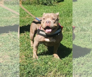 American Bully Mikelands -American Pit Bull Terrier Mix Puppy for sale in ANDERSON, IN, USA