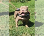 Small American Bully Mikelands -American Pit Bull Terrier Mix