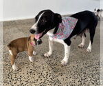 Small #3 Labrador Retriever Mix
