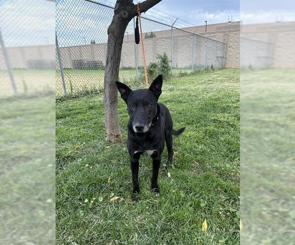 Medium Photo #2 German Shepherd Dog-Unknown Mix Puppy For Sale in Modesto, CA, USA