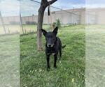 Small #1 German Shepherd Dog Mix