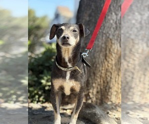 Chihuahua-Unknown Mix Dogs for adoption in Visalia, CA, USA