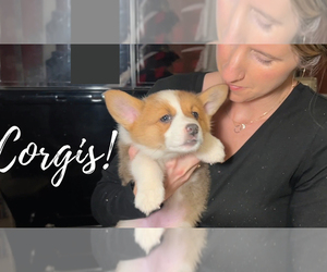 Pembroke Welsh Corgi Litter for sale in SHERIDAN, MI, USA
