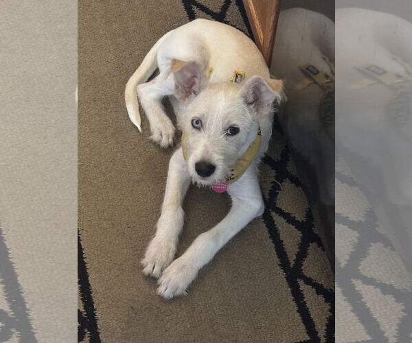 Medium Photo #5 Mutt Puppy For Sale in St. Louis Park, MN, USA