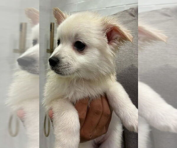 Medium Photo #1 American Eskimo Dog-Pug Mix Puppy For Sale in New York, NY, USA