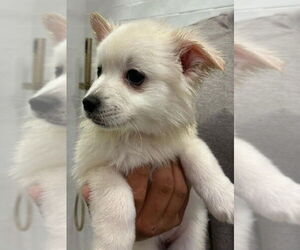 American Eskimo Dog-Pug Mix Dogs for adoption in New York, NY, USA