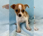 Small #6 Chihuahua