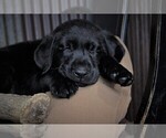 Small Photo #28 Labrador Retriever Puppy For Sale in STROUD, OK, USA