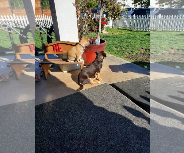 Medium Photo #8 Daug Puppy For Sale in Escondido, CA, USA