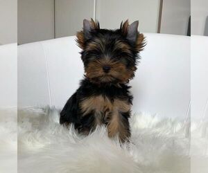Yorkshire Terrier Puppy for sale in KNICKERBOCKER, NY, USA