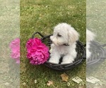 Small Photo #1 Bichon Frise Puppy For Sale in COLUMBIANA, OH, USA