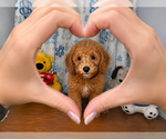 Small #35 Goldendoodle mix (+ Poodle Miniature)