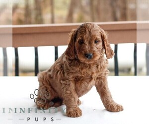 Goldendoodle (Miniature) Puppy for sale in GAP, PA, USA