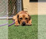 Small #31 Chinese Shar-Pei-Labrador Retriever Mix