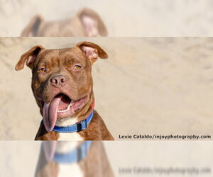 Brown Sugar - Male Mutt Dog for Adoption - Photo #4