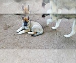 Small Photo #1 Wolf Hybrid Puppy For Sale in BURLESON, TX, USA