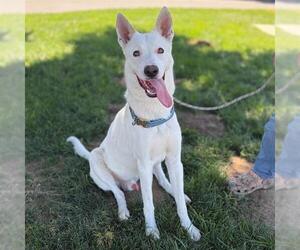 Siberian Husky-Unknown Mix Dogs for adoption in Modesto, CA, USA