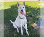 Small Siberian Husky Mix
