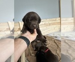 Small #5 Labrador Retriever