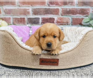 Labrador Retriever Puppy for sale in SYRACUSE, IN, USA