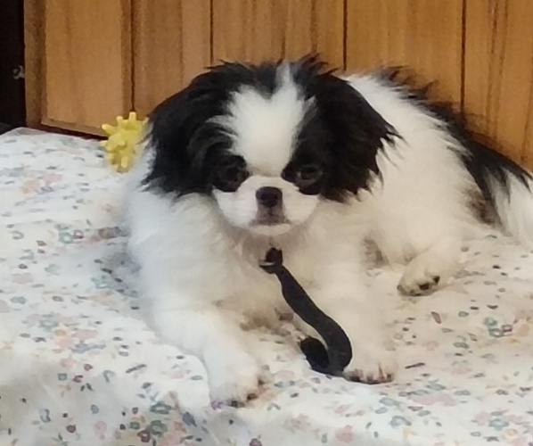 Medium Photo #1 Japanese Chin Puppy For Sale in SPENCER, IA, USA