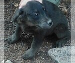 Small Photo #47 Golden Labrador Puppy For Sale in IDAHO SPRINGS, CO, USA