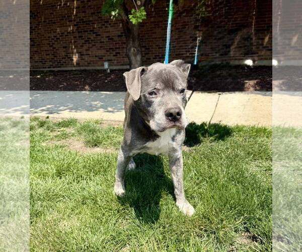 Medium Photo #4 Staffordshire Bull Terrier-Unknown Mix Puppy For Sale in Crete, IL, USA