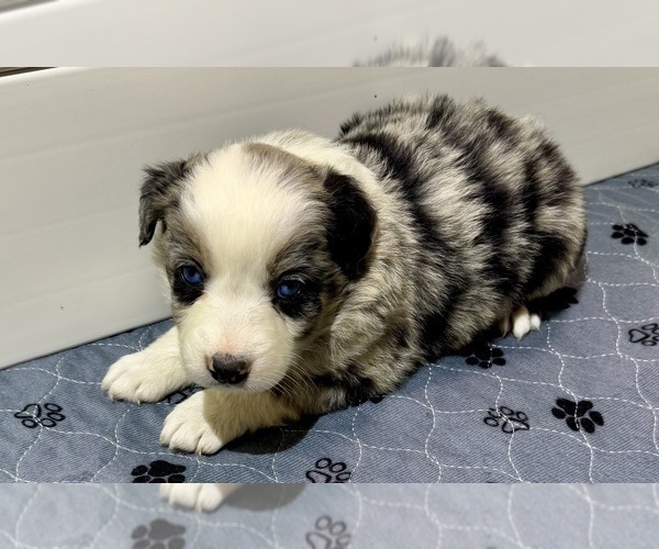 Medium Photo #22 Miniature Australian Shepherd Puppy For Sale in SALISBURY, NC, USA