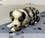 Small Photo #22 Miniature Australian Shepherd Puppy For Sale in SALISBURY, NC, USA