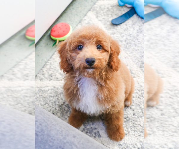 Medium Photo #13 Poodle (Toy) Puppy For Sale in SYRACUSE, IN, USA