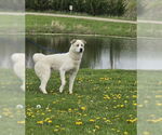 Small #4 Great Pyrenees Mix