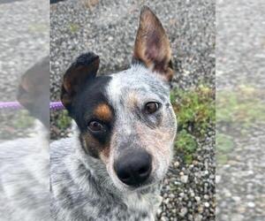 Australian Cattle Dog Dogs for adoption in Woodland, CA, USA