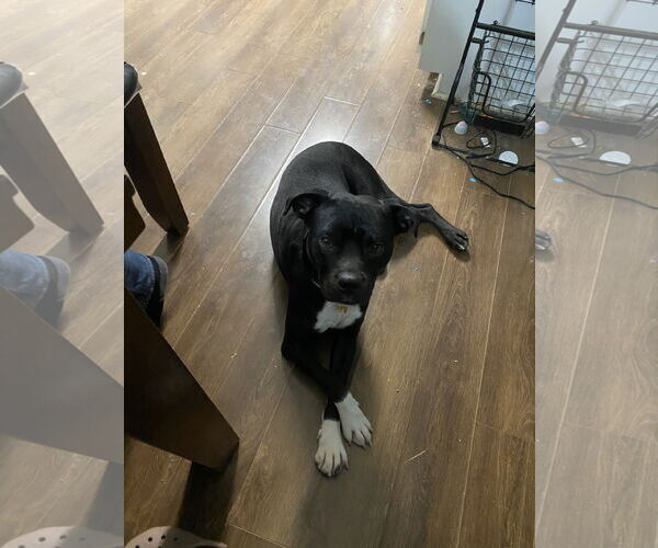 Medium Photo #2 Mutt Puppy For Sale in Atlanta, GA, USA