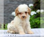 Small #2 Poodle (Miniature)