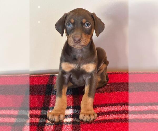 Full screen Photo #1 Doberman Pinscher Puppy For Sale in SANTA ANA, CA, USA