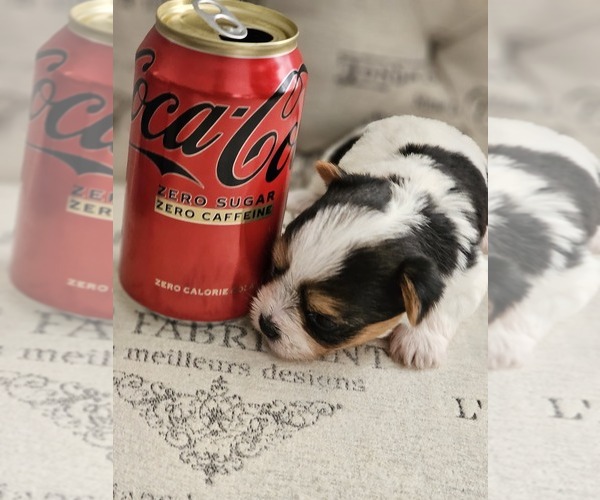 Medium Photo #2 Yorkshire Terrier Puppy For Sale in SALEM, OR, USA