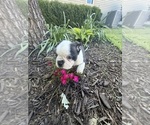 Small #8 Boston Terrier