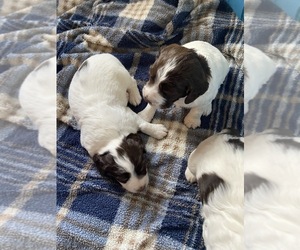 English Springer Spaniel Puppy for Sale in WHITE PIGEON, Michigan USA