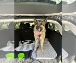 Small #2 German Shepherd Dog
