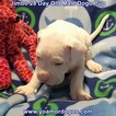 Small Photo #89 Dogo Argentino Puppy For Sale in JANE, MO, USA