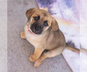 Lego Pup - Galaxy - Female Chihuahua-Unknown Mix Dog for Adoption - Photo #7