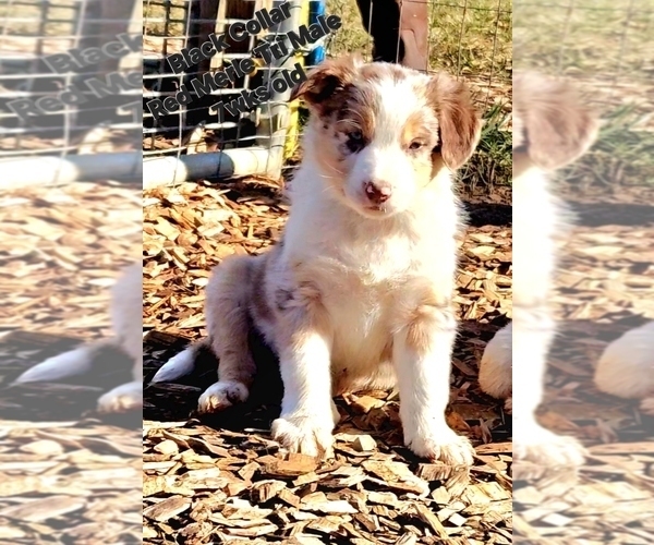 Medium Photo #2 Border Collie Puppy For Sale in BYBEE, TN, USA