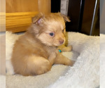 Small Photo #3 Pomeranian Puppy For Sale in ALBUQUERQUE, NM, USA