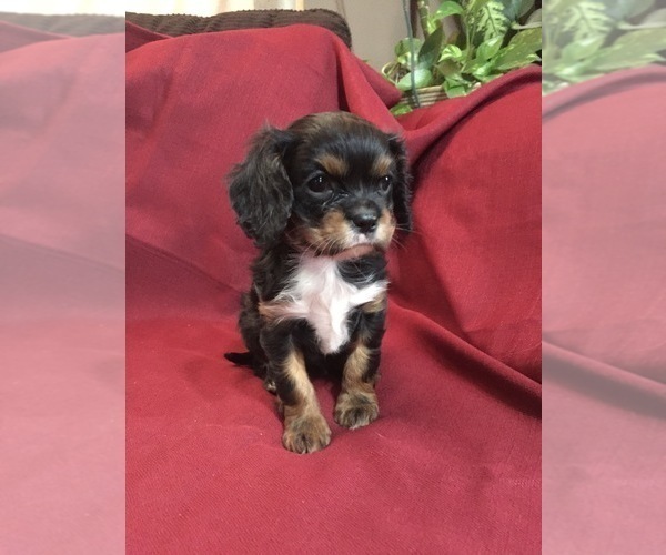 Medium Photo #1 Cavalier King Charles Spaniel Puppy For Sale in DRESSER, WI, USA