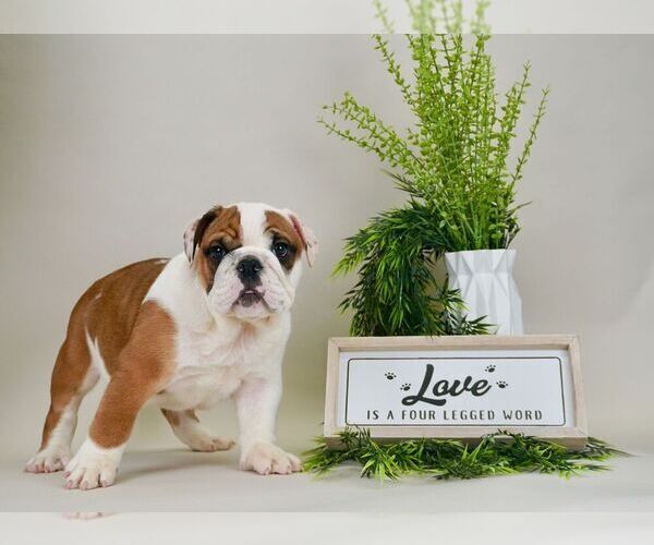 Medium Photo #6 English Bulldog Puppy For Sale in NAPPANEE, IN, USA