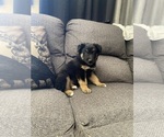Small #20 German Shepherd Dog