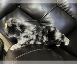 Small Photo #9 Poodle (Miniature) Puppy For Sale in LANCASTER, KY, USA
