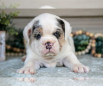 Small Photo #4 Beabull Puppy For Sale in MILLERSBURG, OH, USA
